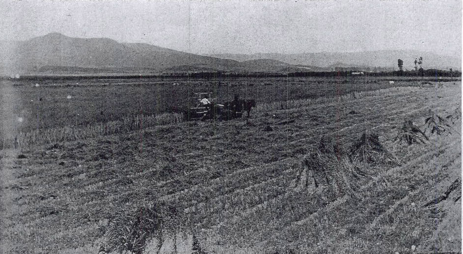 Mr A. Furze cutting hay in the early 1900's.