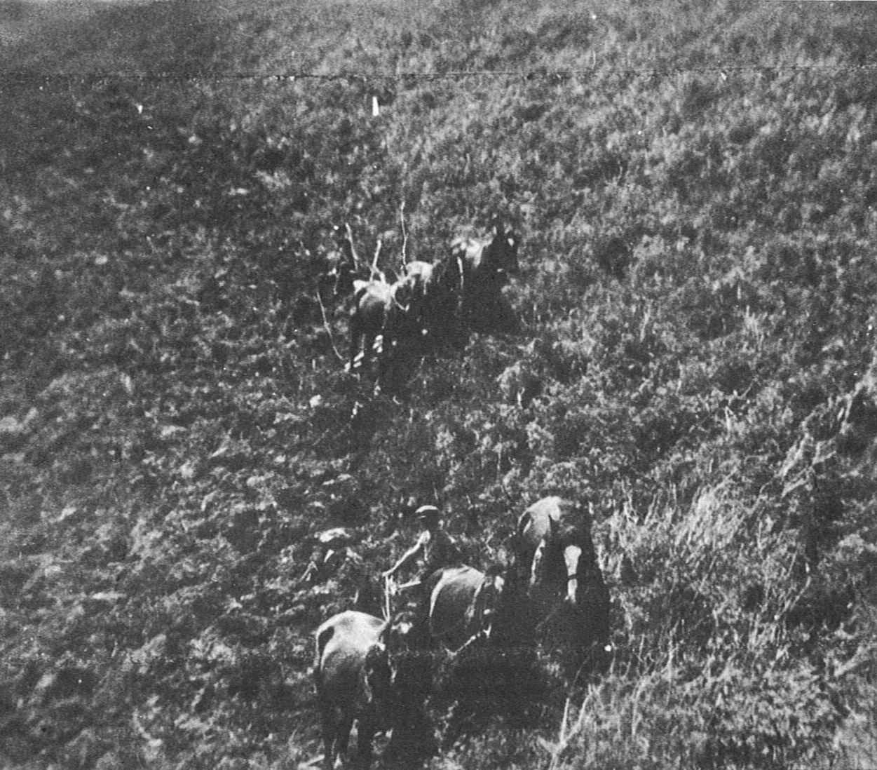 Ploughing Chitty's Hill, 1920's.